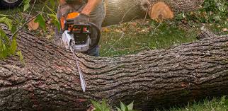 Best Tree Removal  in Nashville, IN
