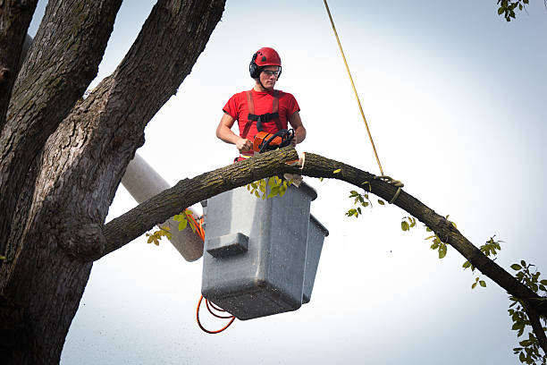 Best Tree Disease Treatment  in Nashville, IN