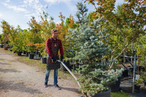 Reliable Nashville, IN Tree Services Solutions