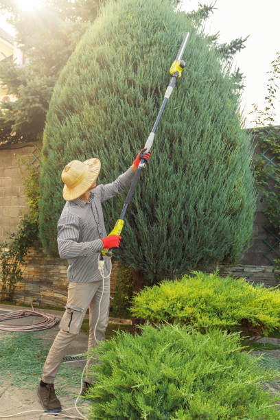 Best Tree and Shrub Care  in Nashville, IN